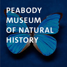 Peabody Museum, Morpho anaxibia (Esper) butterfly